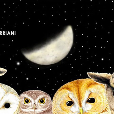 eventi 2017 mostra torriani rapaci notturni